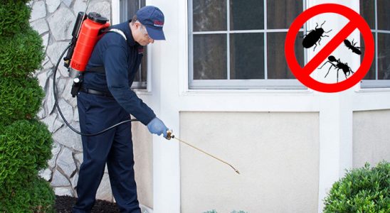 Yapraklı Bit İlaçlama böcek ilaçlama ve haşere kontrolü — ilaclama-tr.com